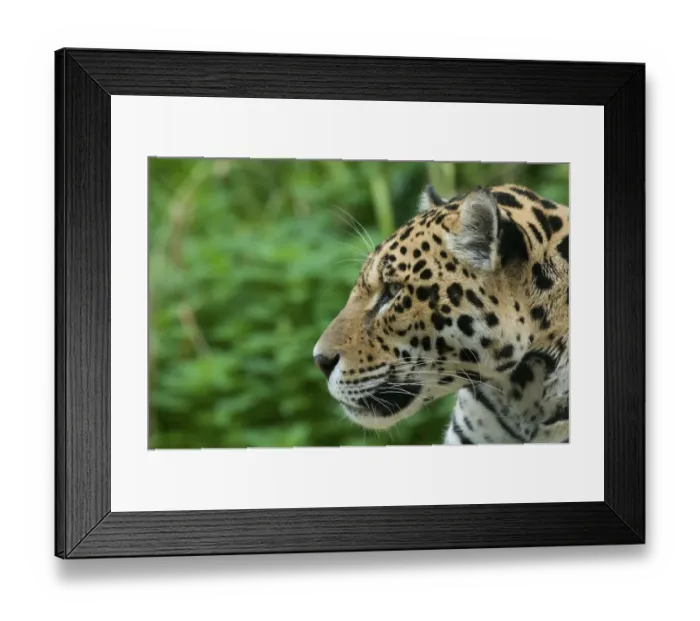 Framed Print : Jaguar (Panthera onca) head portrait in profile, captive Framed Print : Jaguar (Panthera onca) head portrait in profile, captive