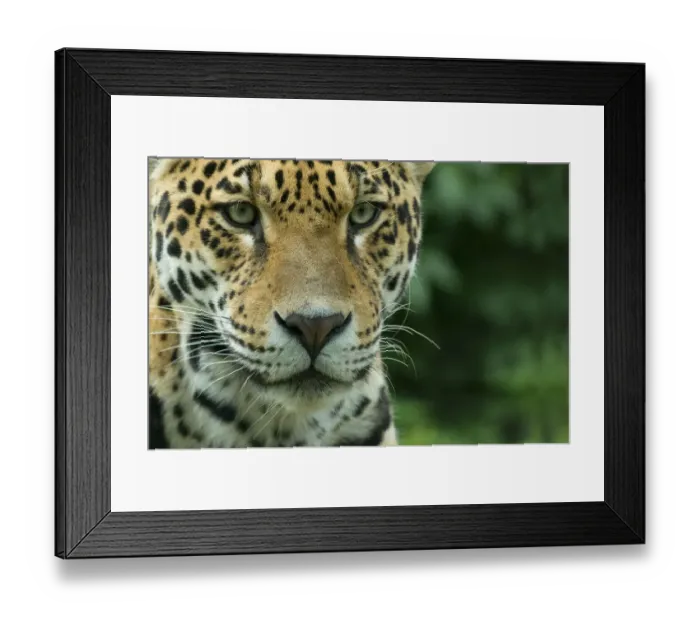 Framed Print : Jaguar (Panthera onca) close-up head portrait, captive Framed Print : Jaguar (Panthera onca) close-up head portrait, captive