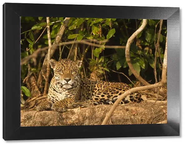 Jaguar (Panthera onca) portrait, lying down along riverbank in Pantanal, Brazil