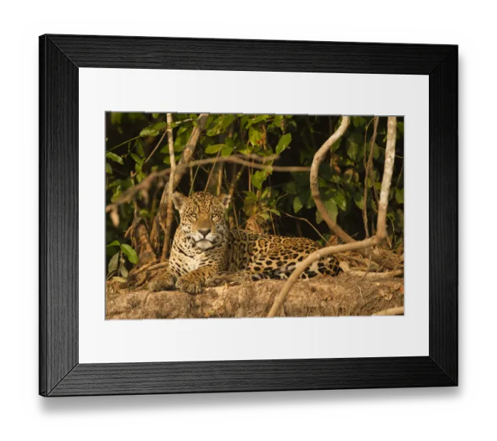 Framed Print : Jaguar (Panthera onca) portrait, lying down along riverbank in Pantanal, Brazil