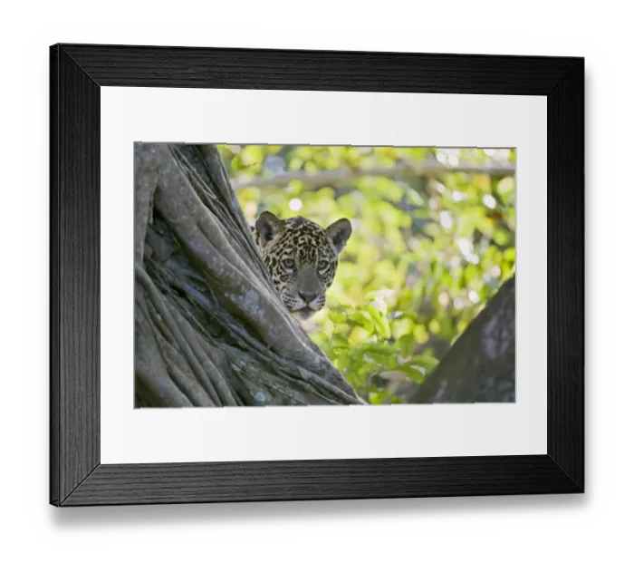 Framed Print : Jaguar (Panthera onca), one-year cub peering from behind tree, Cuiaba River, Pantanal, Brazil Framed Print : Jaguar (Panthera onca), one-year cub peering from behind tree, Cuiaba River, Pantanal, Brazil