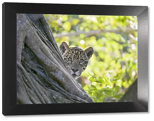 Jaguar (Panthera onca), one-year cub watching a fly from behind tree, Cuiaba River