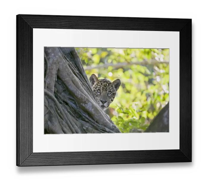 Framed Print : Jaguar (Panthera onca), one-year cub watching a fly from behind tree, Cuiaba River Framed Print : Jaguar (Panthera onca), one-year cub watching a fly from behind tree, Cuiaba River
