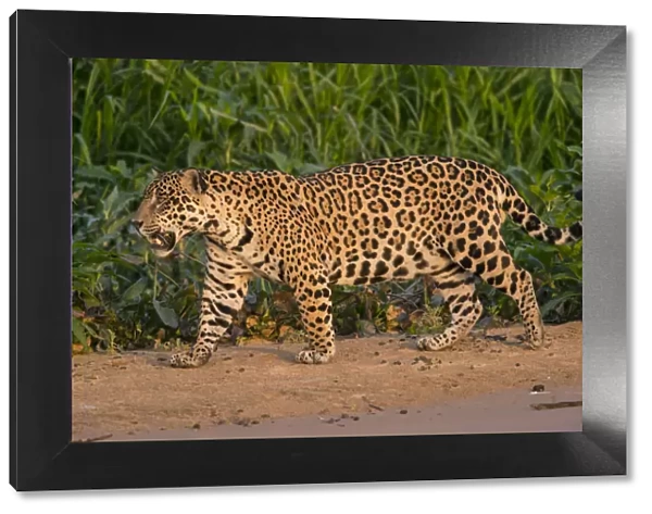Jaguar (Panthera onca) male walking and snarling, Pantanal, Brazil