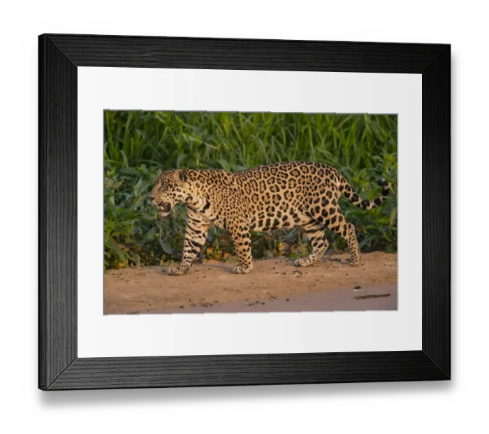 Framed Print : Jaguar (Panthera onca) male walking and snarling, Pantanal, Brazil Framed Print : Jaguar (Panthera onca) male walking and snarling, Pantanal, Brazil