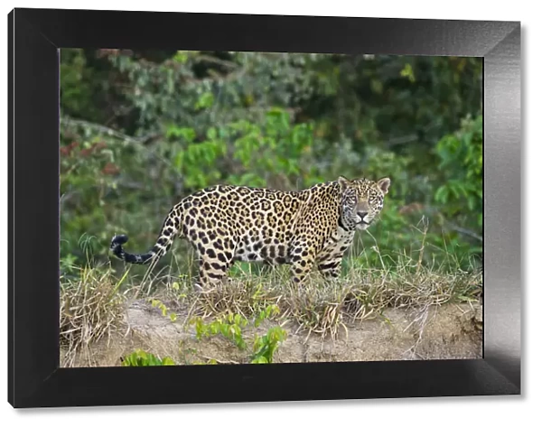 Wild male Jaguar (Panthera onca palustris) walking along the bank of the Cuiaba River