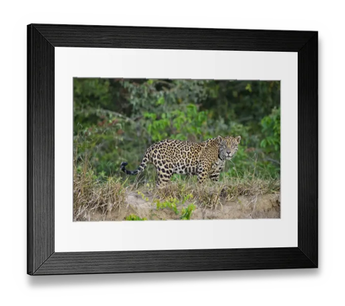 Framed Print : Wild male Jaguar (Panthera onca palustris) walking along the bank of the Cuiaba River Framed Print : Wild male Jaguar (Panthera onca palustris) walking along the bank of the Cuiaba River