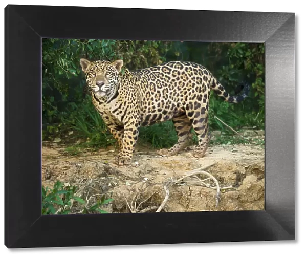 RF- Wild male Jaguar (Panthera onca palustris) along the bank of the Cuiaba River