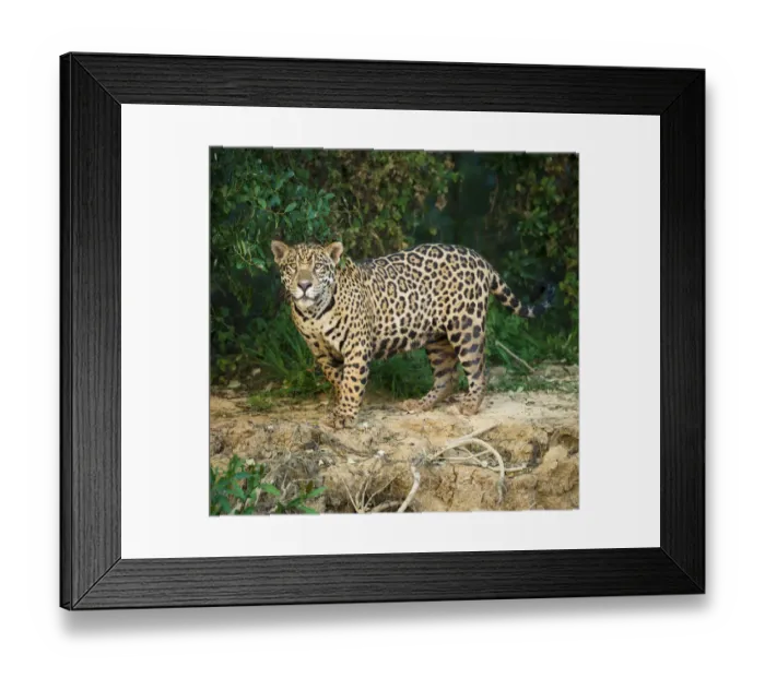 Framed Print : RF- Wild male Jaguar (Panthera onca palustris) along the bank of the Cuiaba River Framed Print : RF- Wild male Jaguar (Panthera onca palustris) along the bank of the Cuiaba River