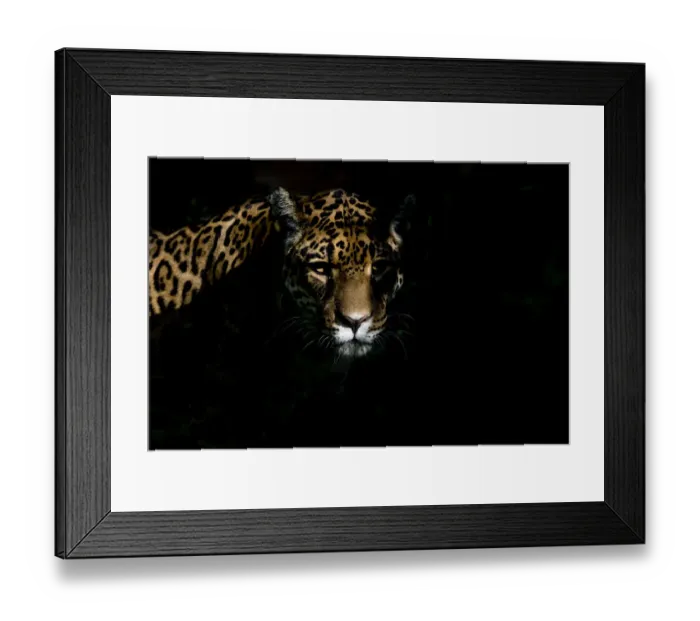 Framed Print : Female Jaguar (Panthera onca), captive, occurs in Southern and Central America Framed Print : Female Jaguar (Panthera onca), captive, occurs in Southern and Central America
