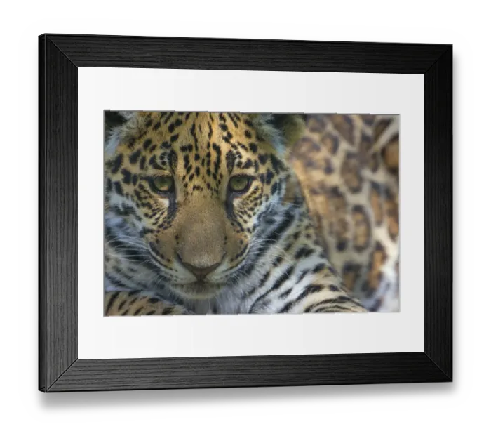 Framed Print : Jaguar (Panthera onca) cub, aged five months, captive, occurs in Southern and Central Framed Print : Jaguar (Panthera onca) cub, aged five months, captive, occurs in Southern and Central
