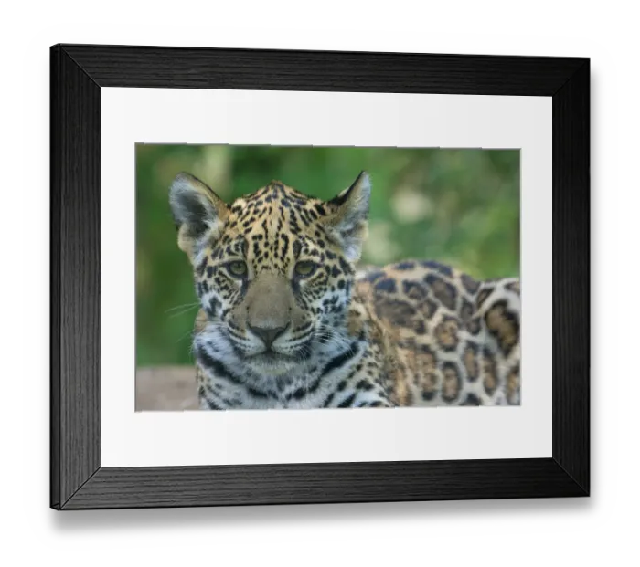 Framed Print : Jaguar (Panthera onca) cub, aged five months, captive, occurs in Southern and Central