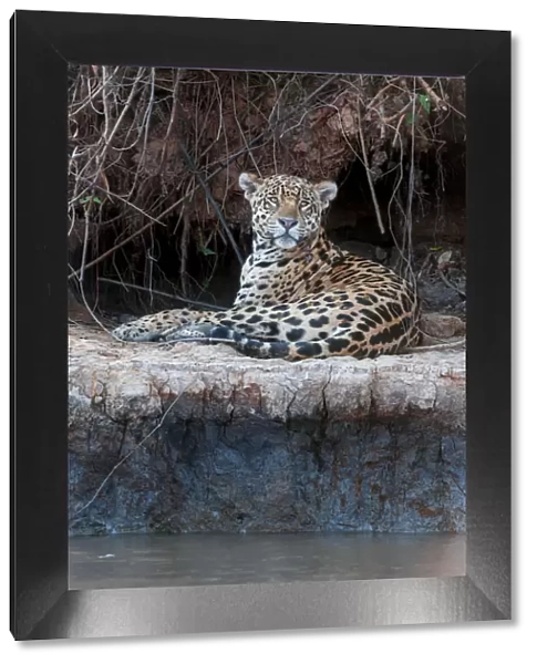 Jaguar (Panthera onca palustris) male resting on the banks of the Tres Irmaos River
