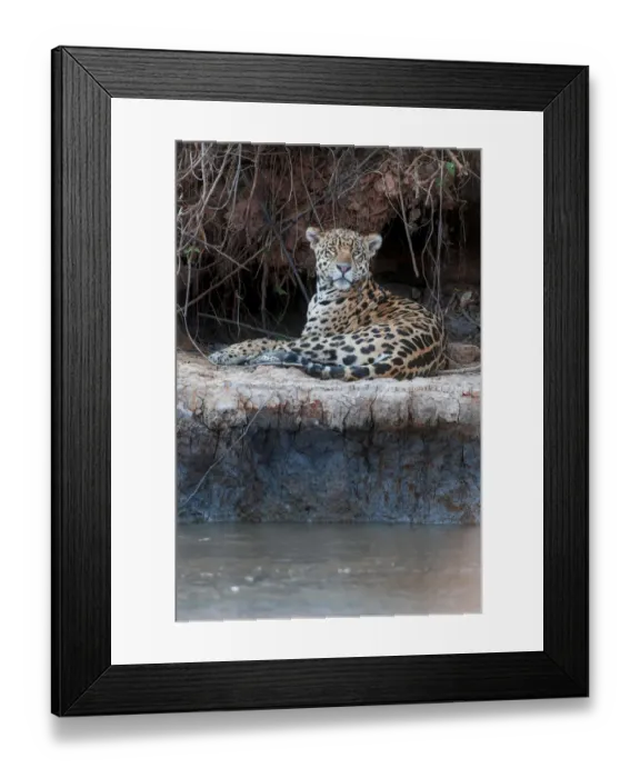 Framed Print : Jaguar (Panthera onca palustris) male resting on the banks of the Tres Irmaos River Framed Print : Jaguar (Panthera onca palustris) male resting on the banks of the Tres Irmaos River