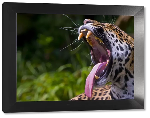 Jaguar (Panthera onca) female yawning, native to Southern and Central America, captive