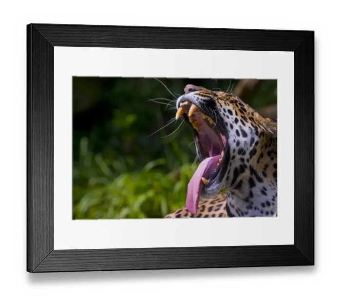 Framed Print : Jaguar (Panthera onca) female yawning, native to Southern and Central America, captive
