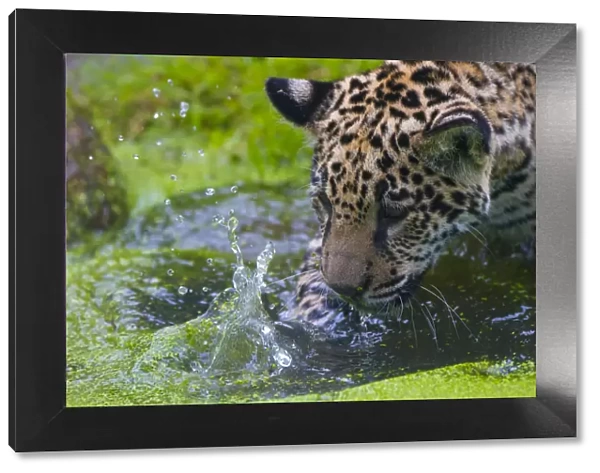 Jaguar (Panthera onca) four month old cub washing, native to Southern and Central America