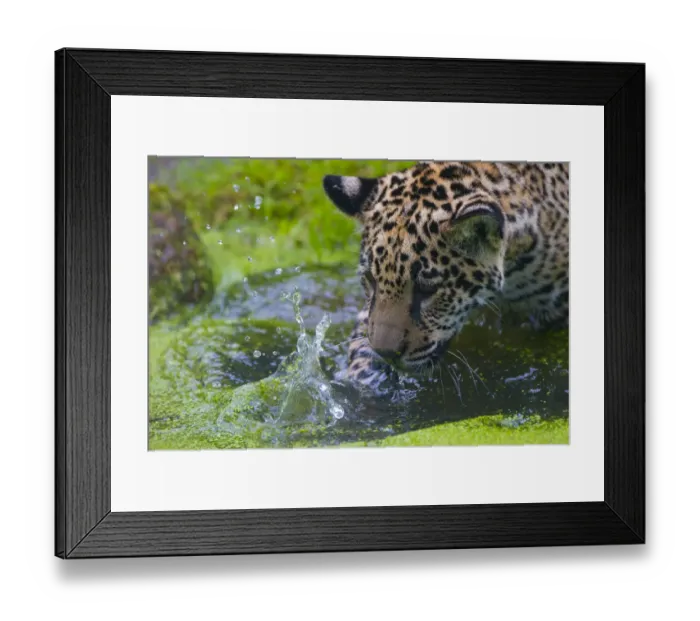 Framed Print : Jaguar (Panthera onca) four month old cub washing, native to Southern and Central America Framed Print : Jaguar (Panthera onca) four month old cub washing, native to Southern and Central America