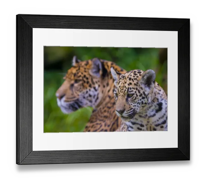 Framed Print : Jaguar (Panthera onca) mother with four month old cub, native to Southern and Central America Framed Print : Jaguar (Panthera onca) mother with four month old cub, native to Southern and Central America