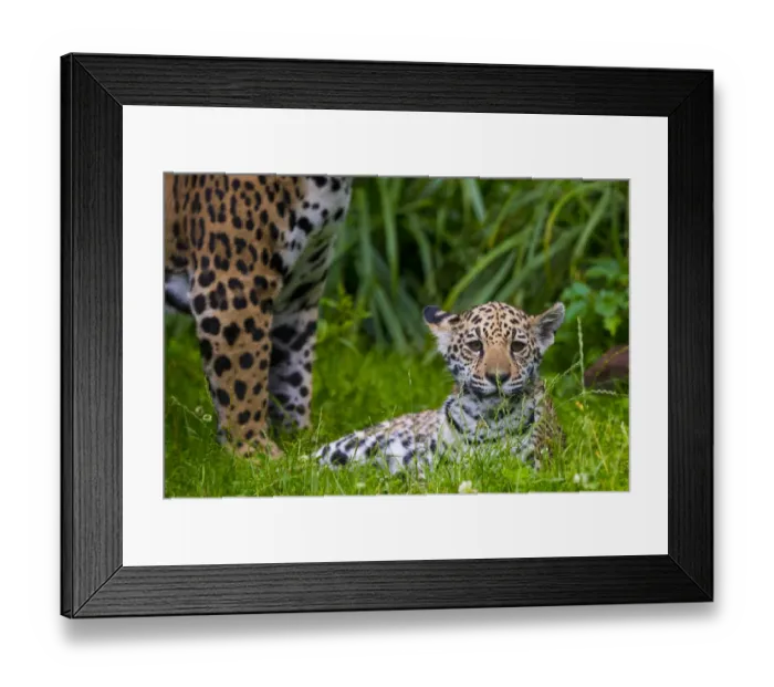 Framed Print : Jaguar (Panthera onca) mother with four month old cub, native to Southern and Central America Framed Print : Jaguar (Panthera onca) mother with four month old cub, native to Southern and Central America