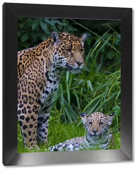 Jaguar (Panthera onca) mother with four month old cub, native to Southern and Central America