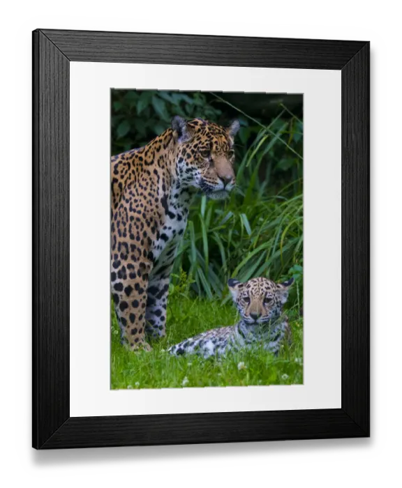 Framed Print : Jaguar (Panthera onca) mother with four month old cub, native to Southern and Central America Framed Print : Jaguar (Panthera onca) mother with four month old cub, native to Southern and Central America