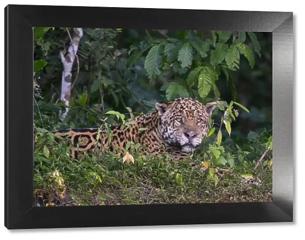Jaguar (Panthera onca) resting on river bank, Pantanal, Brazil