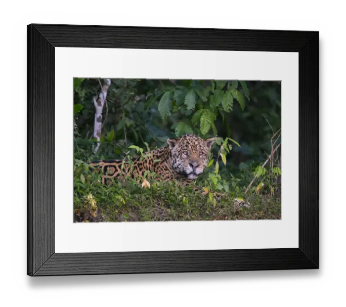 Framed Print : Jaguar (Panthera onca) resting on river bank, Pantanal, Brazil Framed Print : Jaguar (Panthera onca) resting on river bank, Pantanal, Brazil