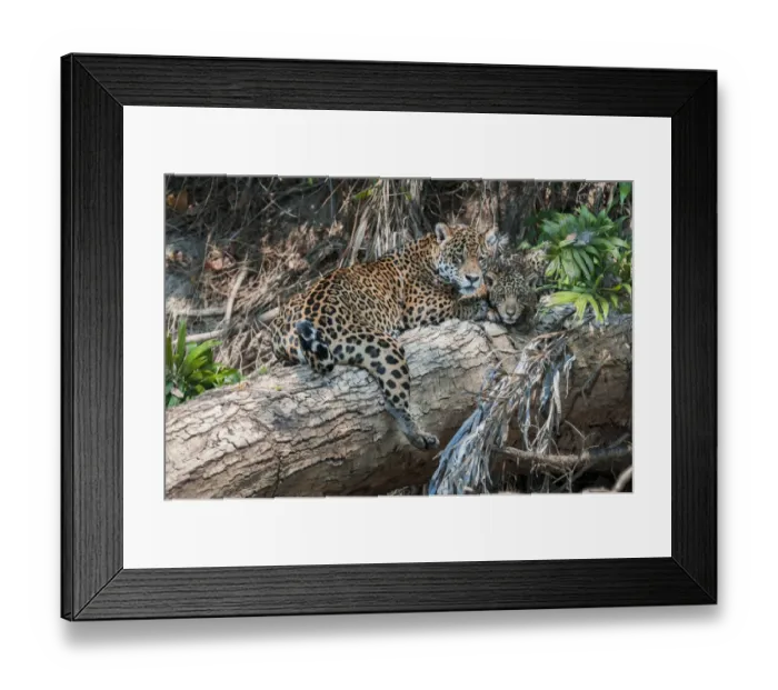 Framed Print : Female Jaguar (Panthera onca palustris) with cub (estimated age 5 months), resting Framed Print : Female Jaguar (Panthera onca palustris) with cub (estimated age 5 months), resting