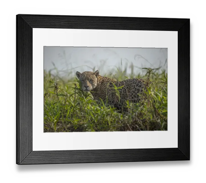 Framed Print : Jaguar (Panthera onca) male, Pantanal, Brazil Framed Print : Jaguar (Panthera onca) male, Pantanal, Brazil