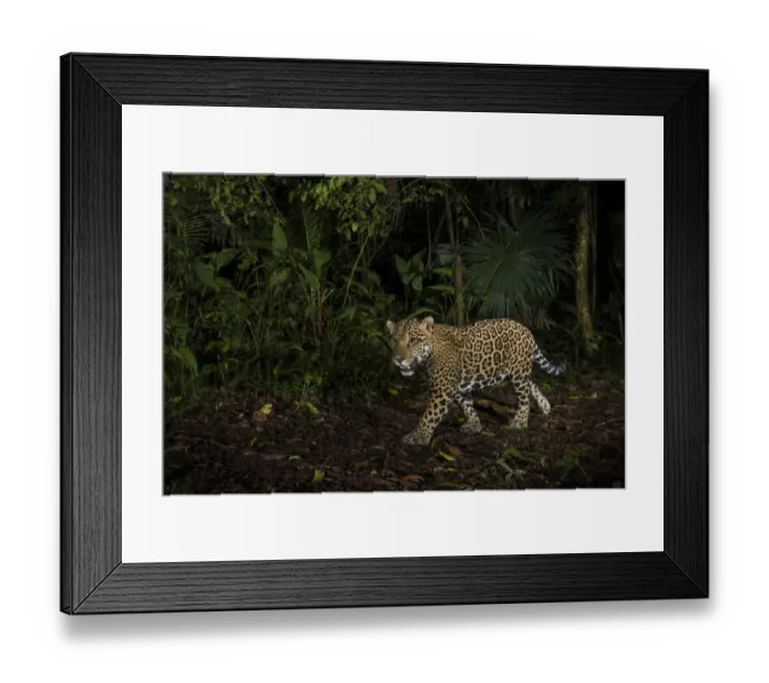 Framed Print : Jaguar (Panthera onca) camera trap image, Tortuguero National Park, Costa Rica Framed Print : Jaguar (Panthera onca) camera trap image, Tortuguero National Park, Costa Rica
