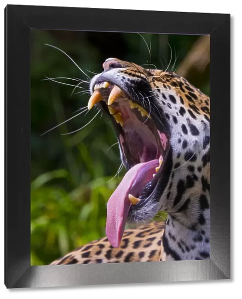 Jaguar (Panthera onca) female yawning, native to Southern and Central America, captive
