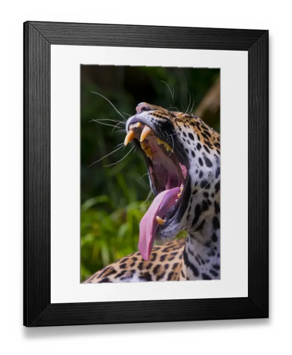 Framed Print : Jaguar (Panthera onca) female yawning, native to Southern and Central America, captive Framed Print : Jaguar (Panthera onca) female yawning, native to Southern and Central America, captive