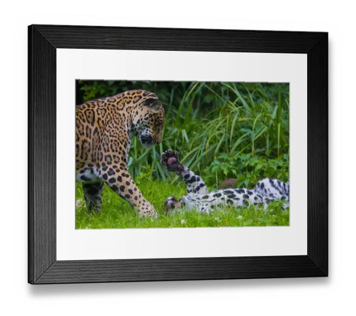 Framed Print : Jaguar (Panthera onca) mother playing with four month old cub, native to Southern Framed Print : Jaguar (Panthera onca) mother playing with four month old cub, native to Southern