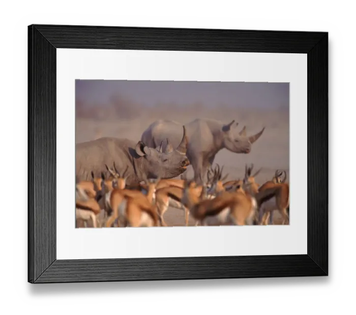 Framed Print : Two Black rhinoceros (Diceros bicornis) with Springbok in foreground. Etosha NP, Namibia Framed Print : Two Black rhinoceros (Diceros bicornis) with Springbok in foreground. Etosha NP, Namibia