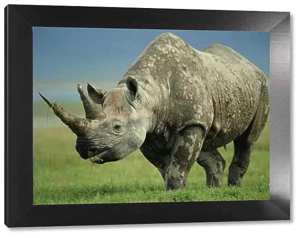 Black rhino portrait {Diceros bicornis} Ngorongoro NR, Tanzania