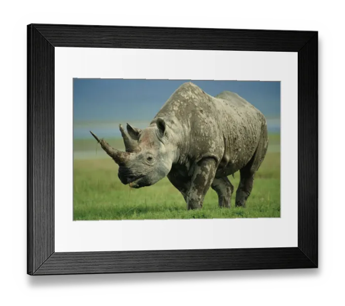 Framed Print : Black rhino portrait {Diceros bicornis} Ngorongoro NR, Tanzania Framed Print : Black rhino portrait {Diceros bicornis} Ngorongoro NR, Tanzania
