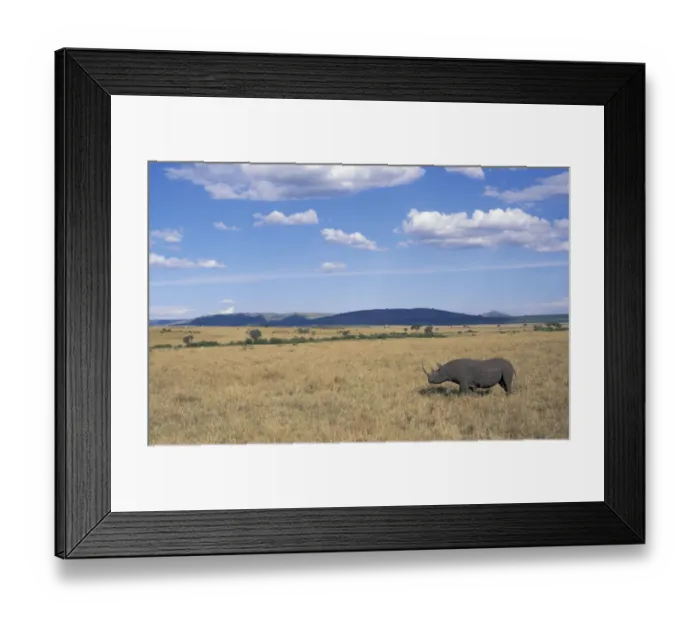 Framed Print : Black rhinoceros {Diceros bicornis} on savanna, Kenya Framed Print : Black rhinoceros {Diceros bicornis} on savanna, Kenya