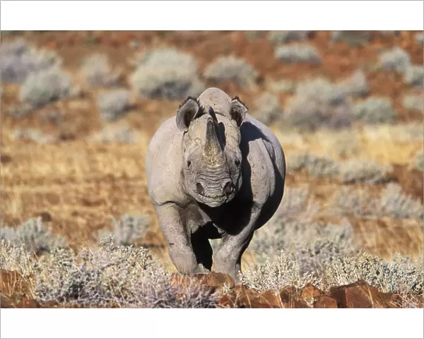 Black rhinoceros walking, desert {Diceros bicornis} Damaraland, Namibia
