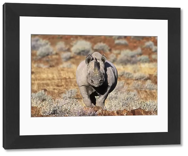 Black rhinoceros walking, desert {Diceros bicornis} Damaraland, Namibia