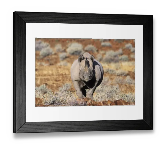 Framed Print : Black rhinoceros walking, desert {Diceros bicornis} Damaraland, Namibia Framed Print : Black rhinoceros walking, desert {Diceros bicornis} Damaraland, Namibia