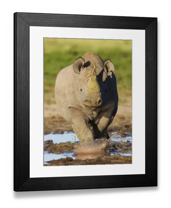 Framed Print : Black rhinoceros {Diceros bicornis} head on, walking through mud, Etosha national park Framed Print : Black rhinoceros {Diceros bicornis} head on, walking through mud, Etosha national park