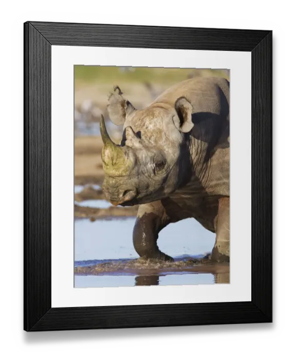 Framed Print : Black rhinoceros {Diceros bicornis} walking in water, Etosha national park, Namibia Framed Print : Black rhinoceros {Diceros bicornis} walking in water, Etosha national park, Namibia