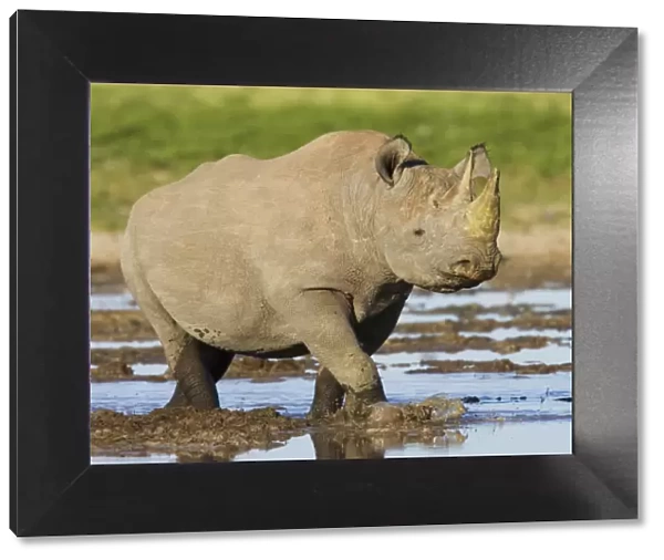 Black rhinoceros {Diceros bicornis} walking in water, Etosha national park, Namibia