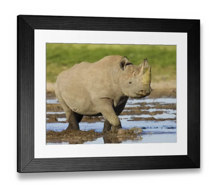 Framed Print : Black rhinoceros {Diceros bicornis} walking in water, Etosha national park, Namibia Framed Print : Black rhinoceros {Diceros bicornis} walking in water, Etosha national park, Namibia