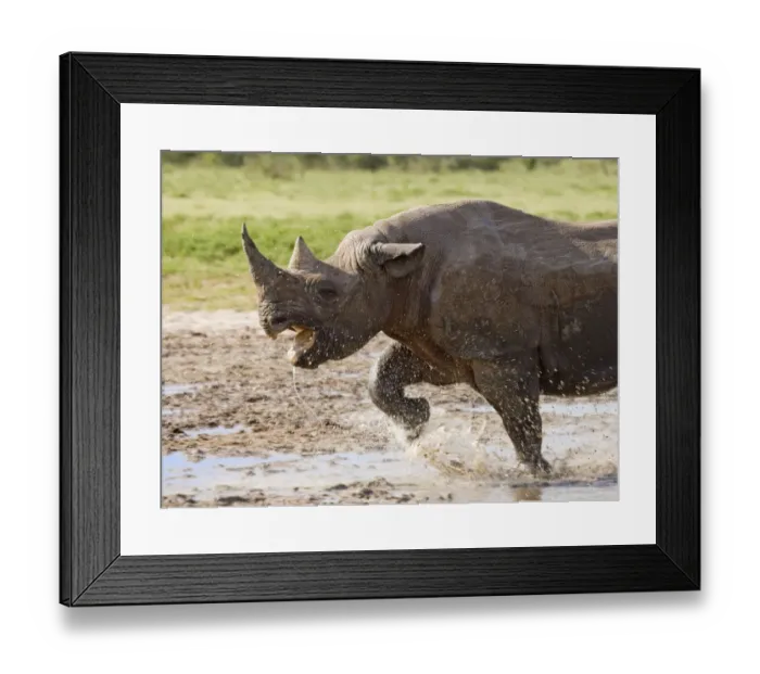 Framed Print : Black rhinoceros {Diceros bicornis} charging with mouth open, Etosha national park Framed Print : Black rhinoceros {Diceros bicornis} charging with mouth open, Etosha national park