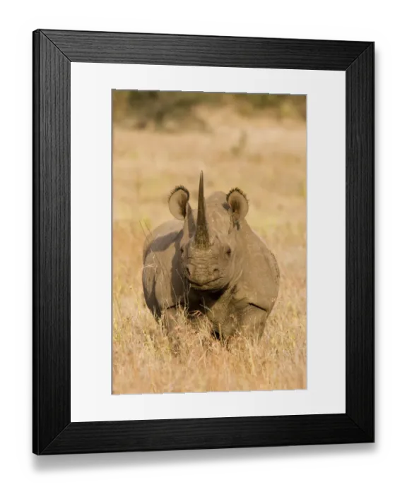 Framed Print : Black Rhinoceros {Diceros bicornis} with oxpecker foraging in ear, Kenya Framed Print : Black Rhinoceros {Diceros bicornis} with oxpecker foraging in ear, Kenya