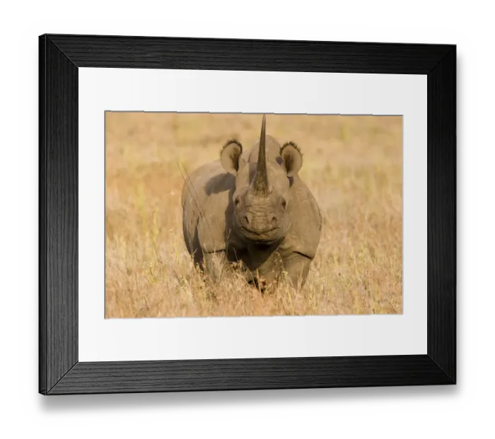 Framed Print : Black Rhinoceros {Diceros bicornis} portrait, Kenya Framed Print : Black Rhinoceros {Diceros bicornis} portrait, Kenya