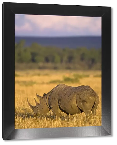 Black rhinoceros {Diceros bicornis} grazing, Masai Mara GR, Kenya