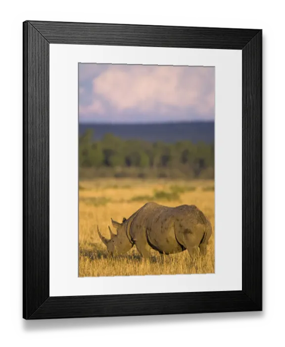 Framed Print : Black rhinoceros {Diceros bicornis} grazing, Masai Mara GR, Kenya Framed Print : Black rhinoceros {Diceros bicornis} grazing, Masai Mara GR, Kenya